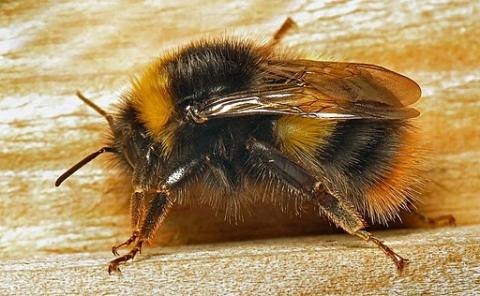 early bumble bee (bombus pratorum) queen